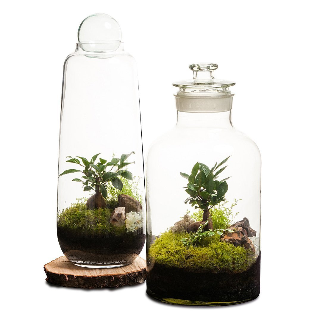 Tall Capsule Terrarium