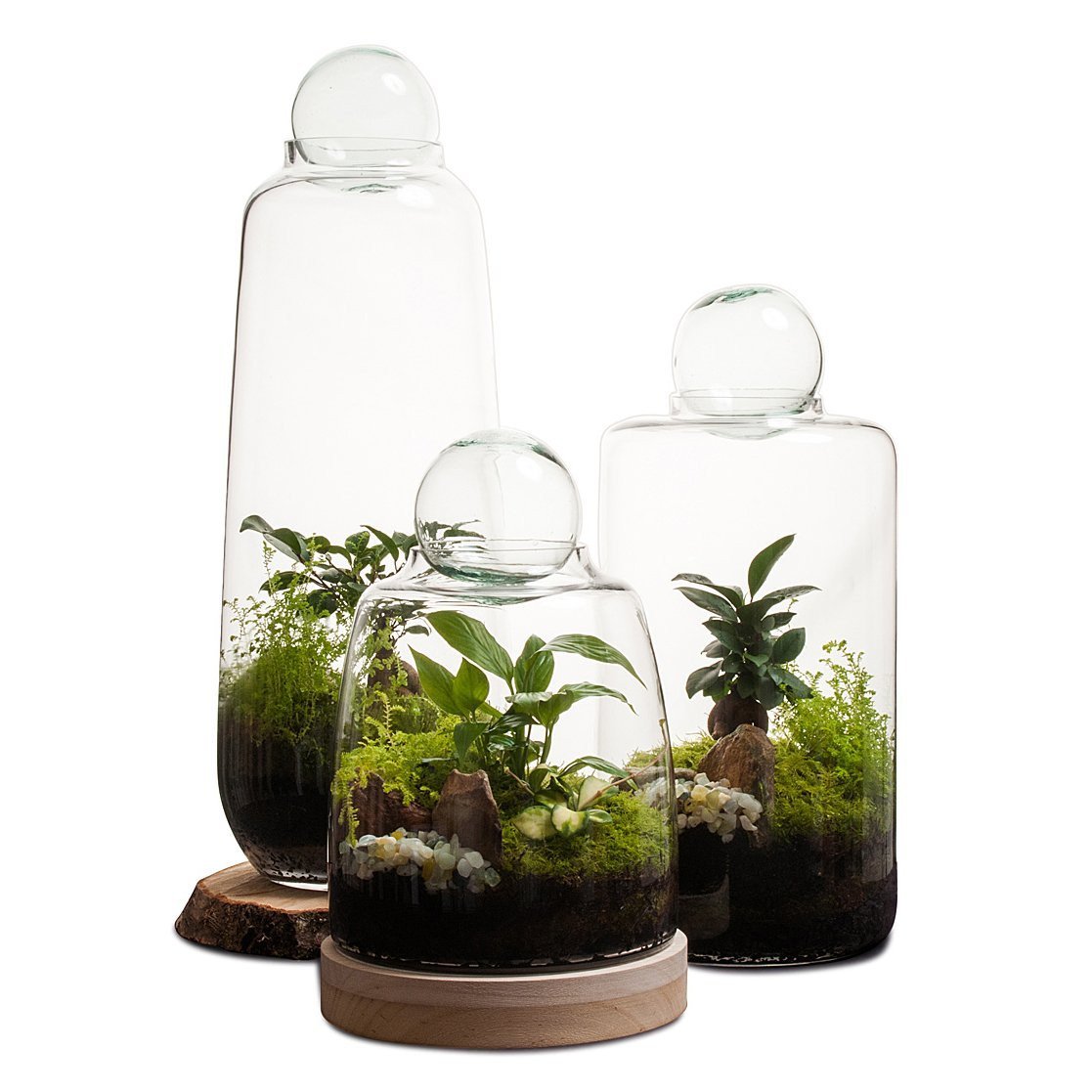 Small Capsule Terrarium