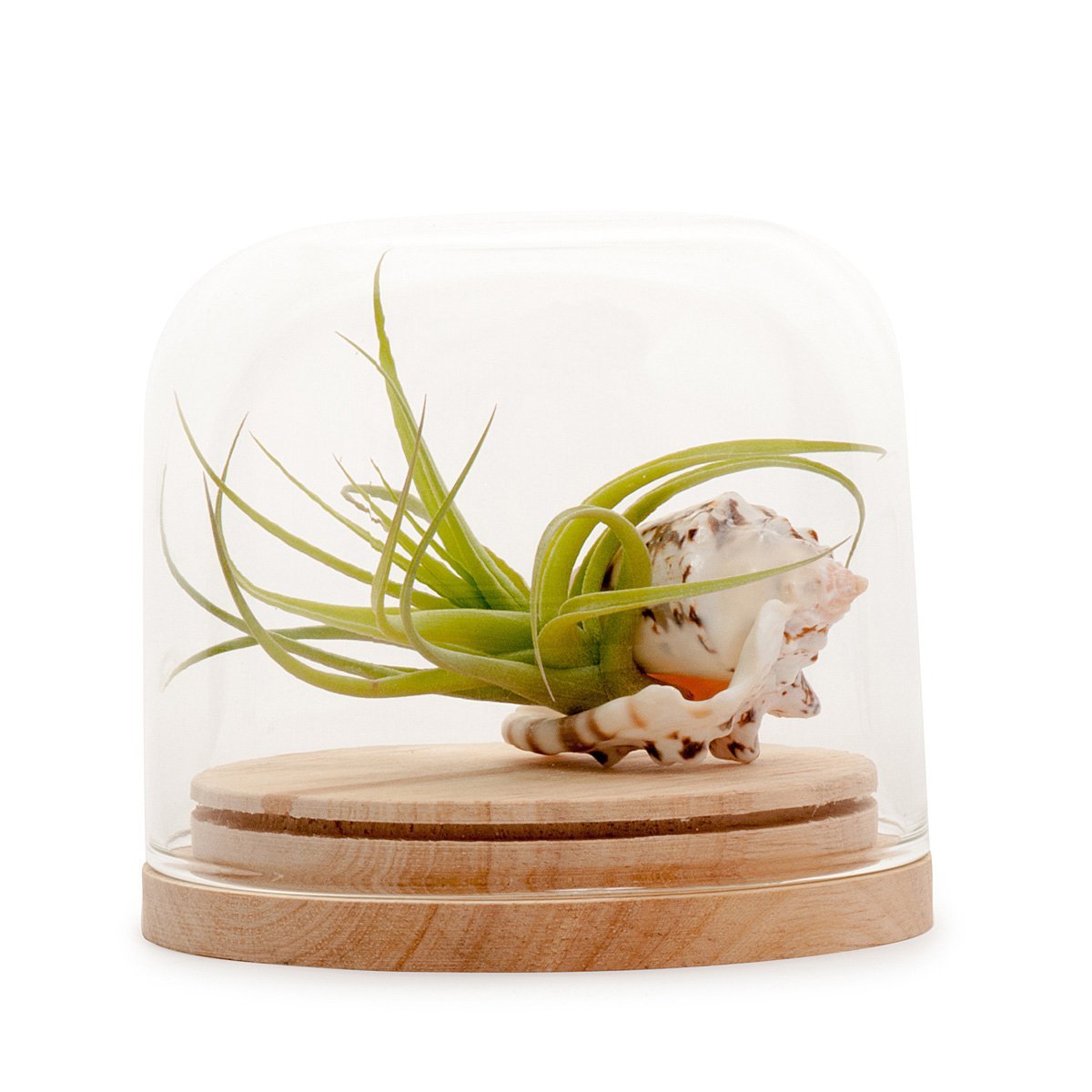 Tillandsia Dome Terrarium