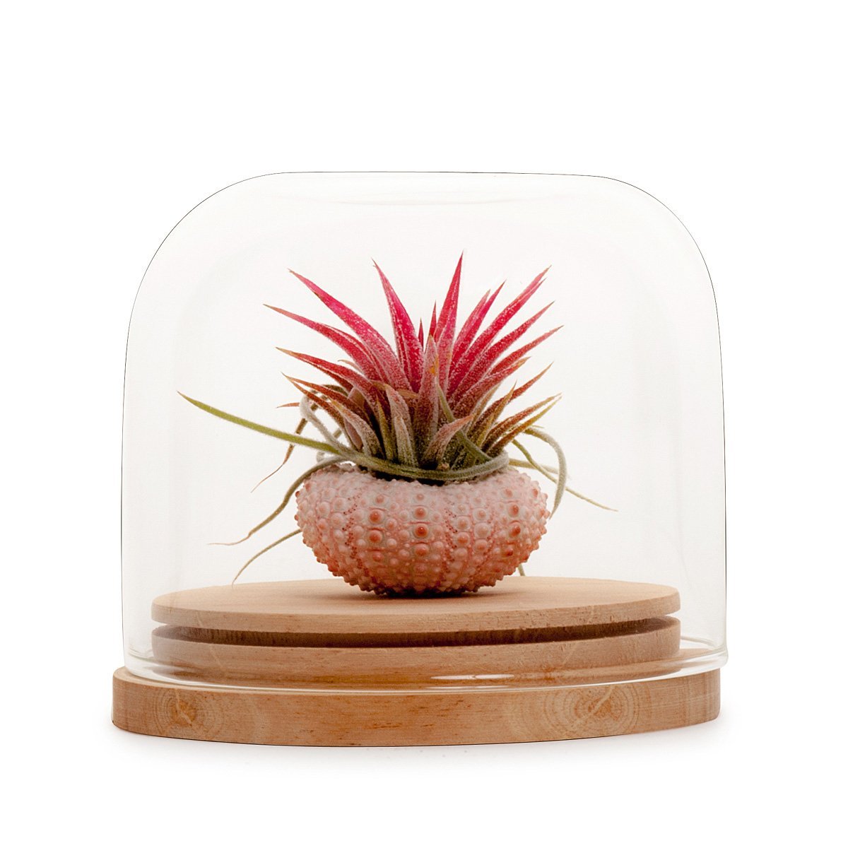 Tillandsia Dome Terrarium