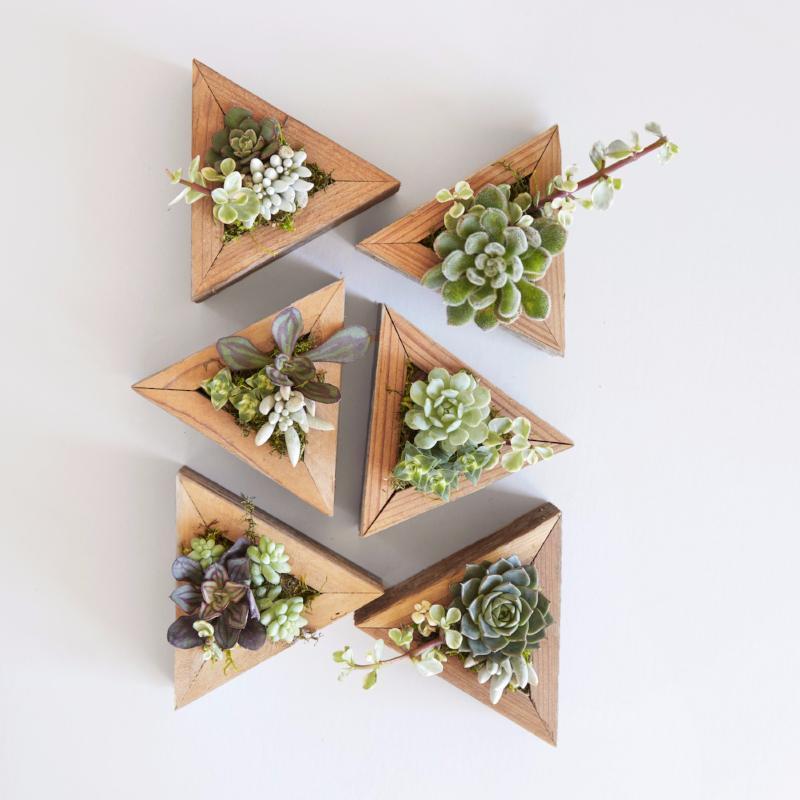 Succulent Triangle Planter Kit