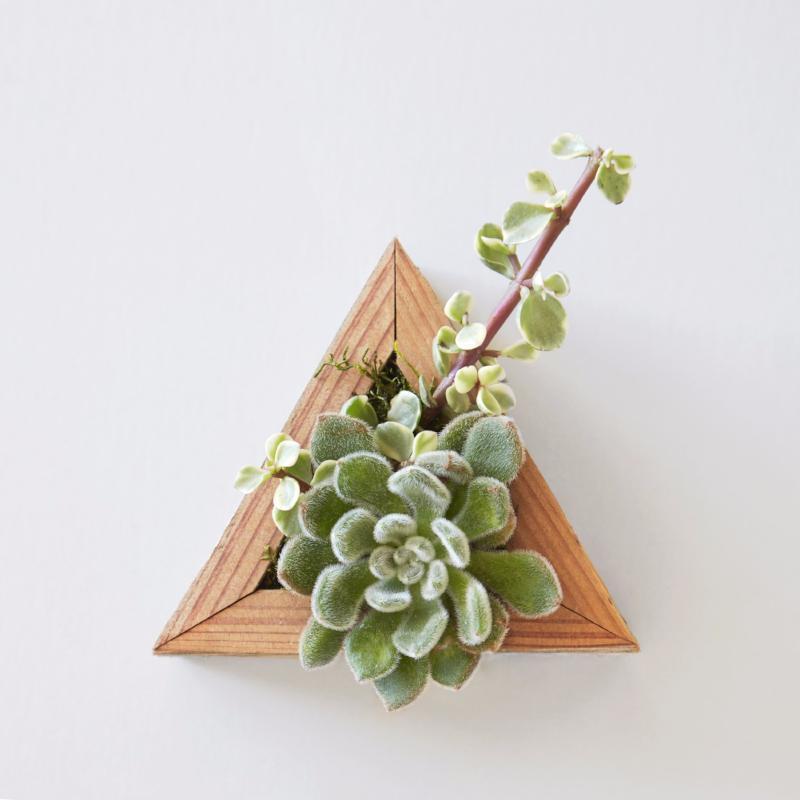 Succulent Triangle Planter Kit