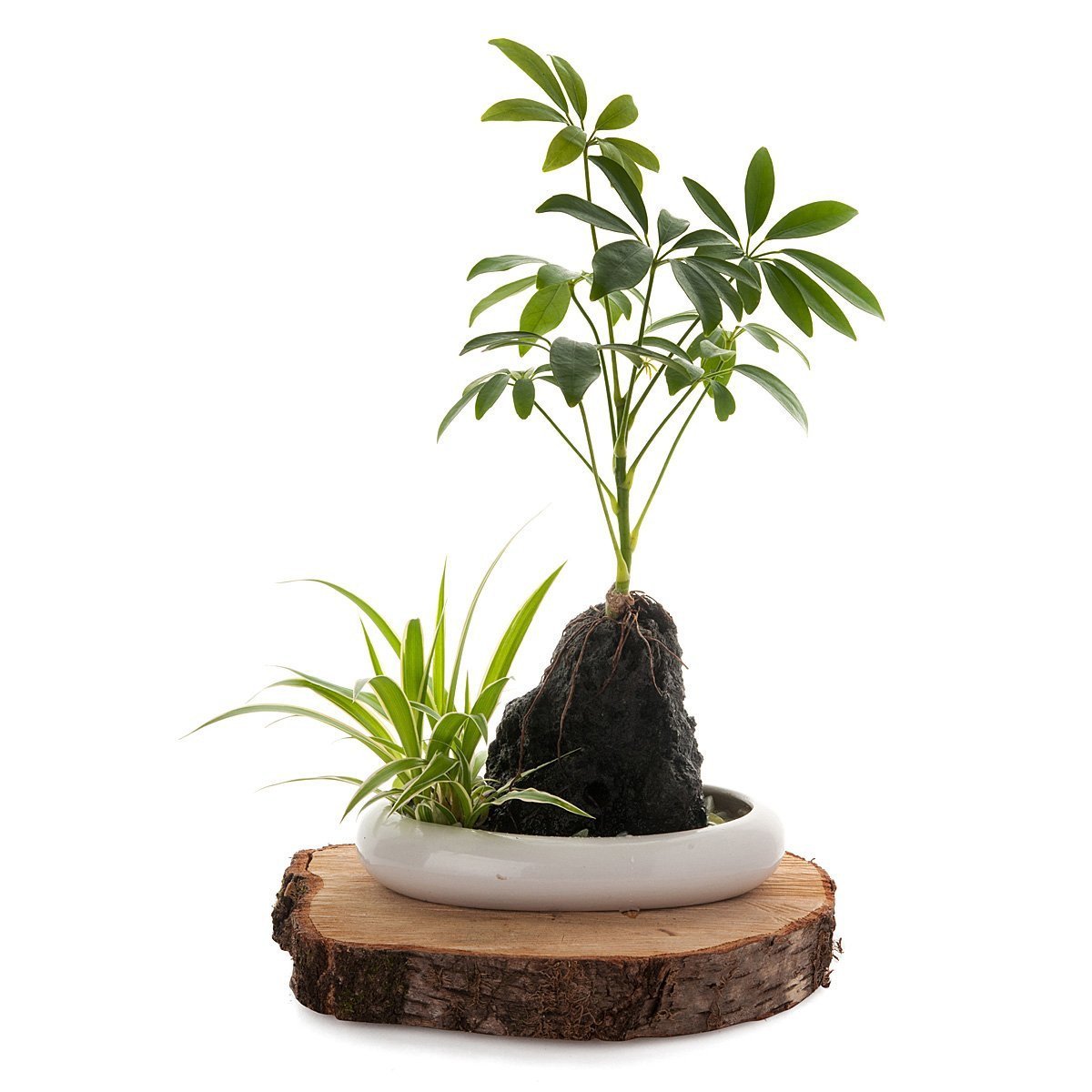 Volcanic Life - Umbrella Tree