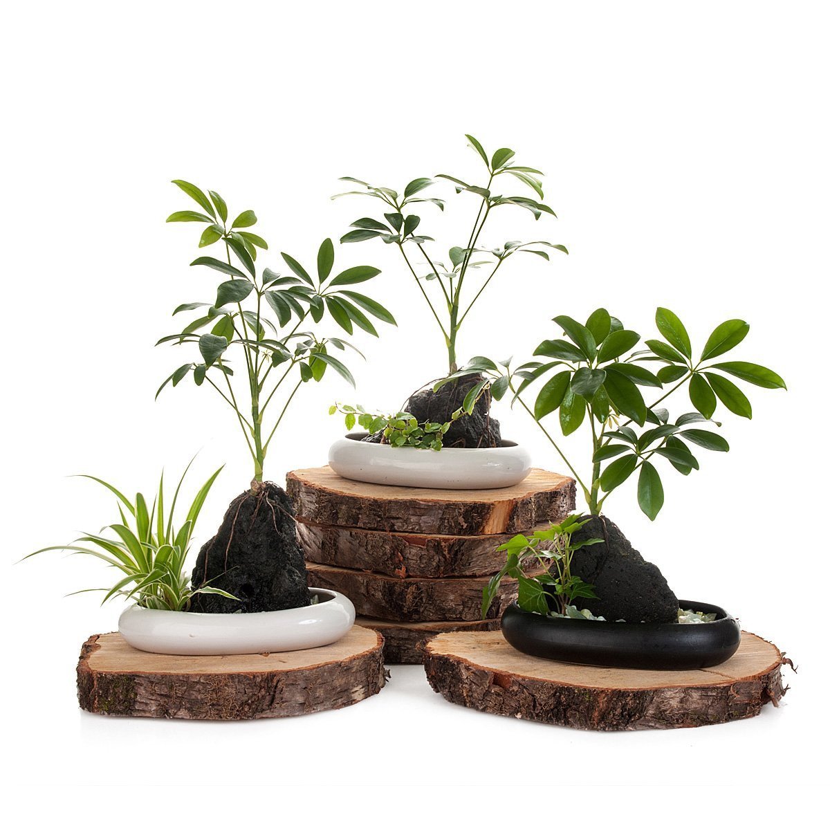 Volcanic Life - Umbrella Tree